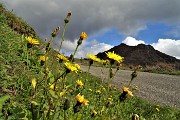 52 Ultimi fiori estivi per il Monte Gioco colorato d'autunno